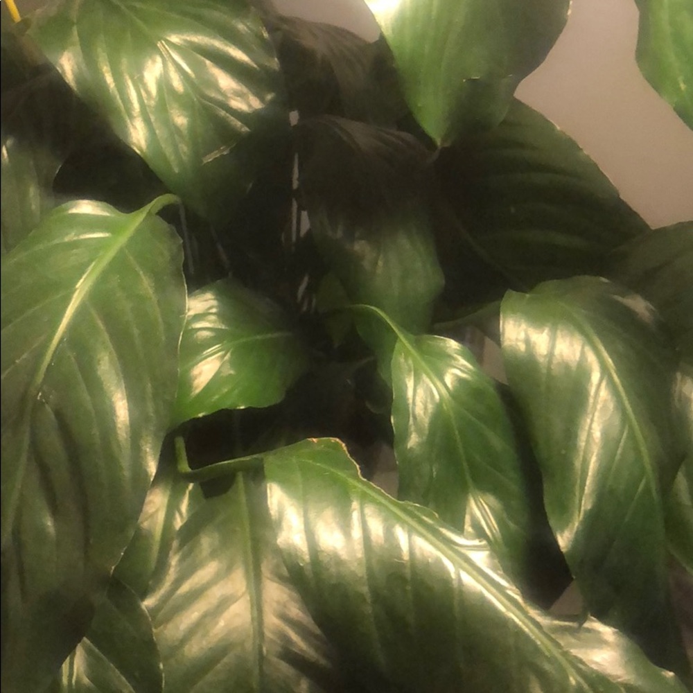 Meet your Posher, Natasha